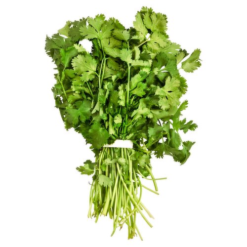 Cilantro